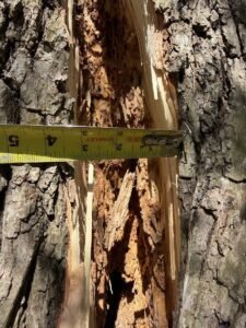 Decayed tree trunk being inspected and measured by an arborist