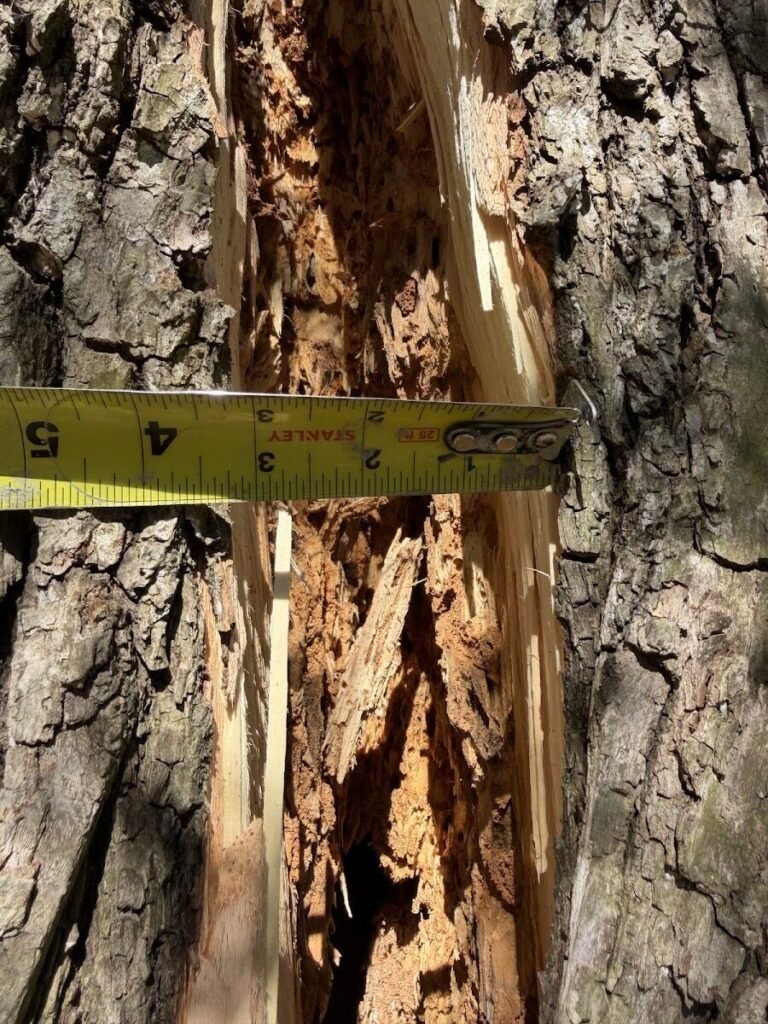 Decayed tree trunk being inspected and measured by an arborist